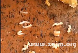 周公解梦梦见蛆,梦见蛆虫的吉凶预兆与心理象征(图2) 周公解梦梦见蛆,梦见蛆虫的吉凶预兆与心理象征(图2)
