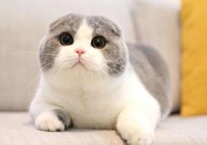 高地折耳猫,探寻高地折耳猫的独特魅力与神秘传说
