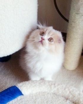 高地折耳猫,探寻高地折耳猫的独特魅力与神秘传说(图3) 高地折耳猫,探寻高地折耳猫的独特魅力与神秘传说(图3)